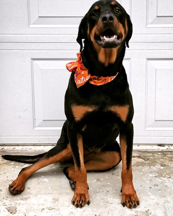 /Images/uploads/MidAmerica Rottweiler Rescue/adoptarottphotocontest/entries/10296thumb.jpg